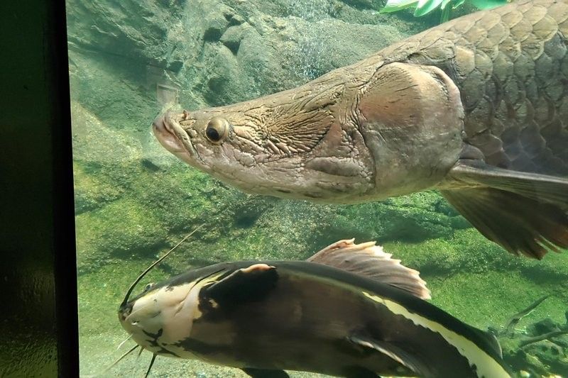 雷龍魚和恐龍魚混養好嗎