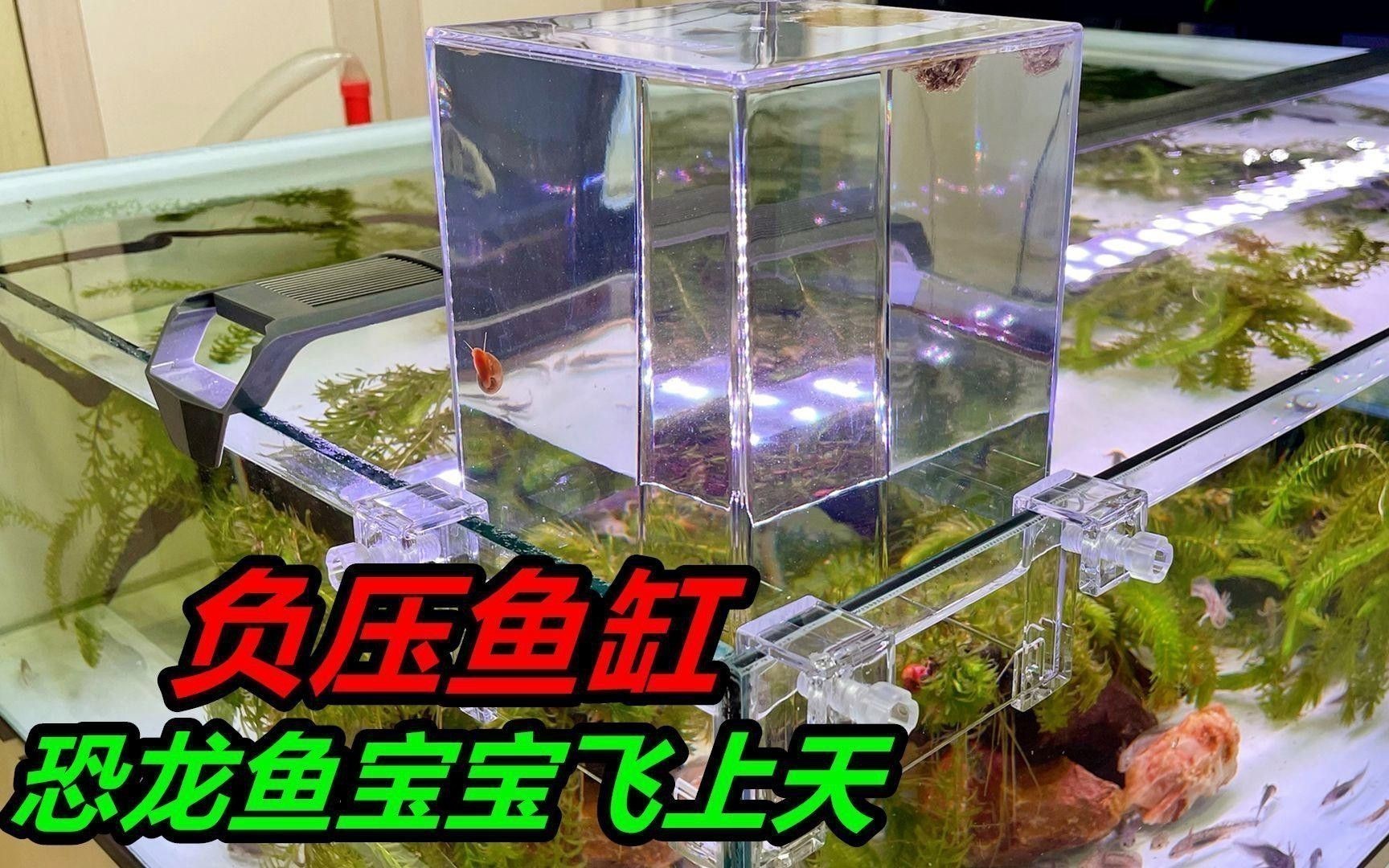 如何保持六角恐龍魚的水質清潔