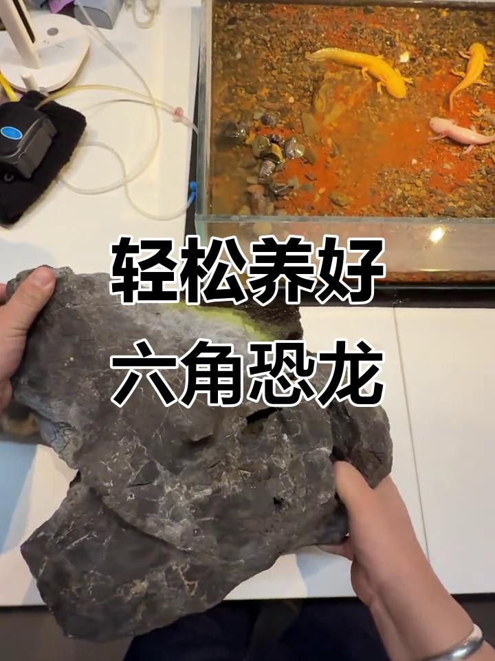 如何保持六角恐龍魚的水質清潔