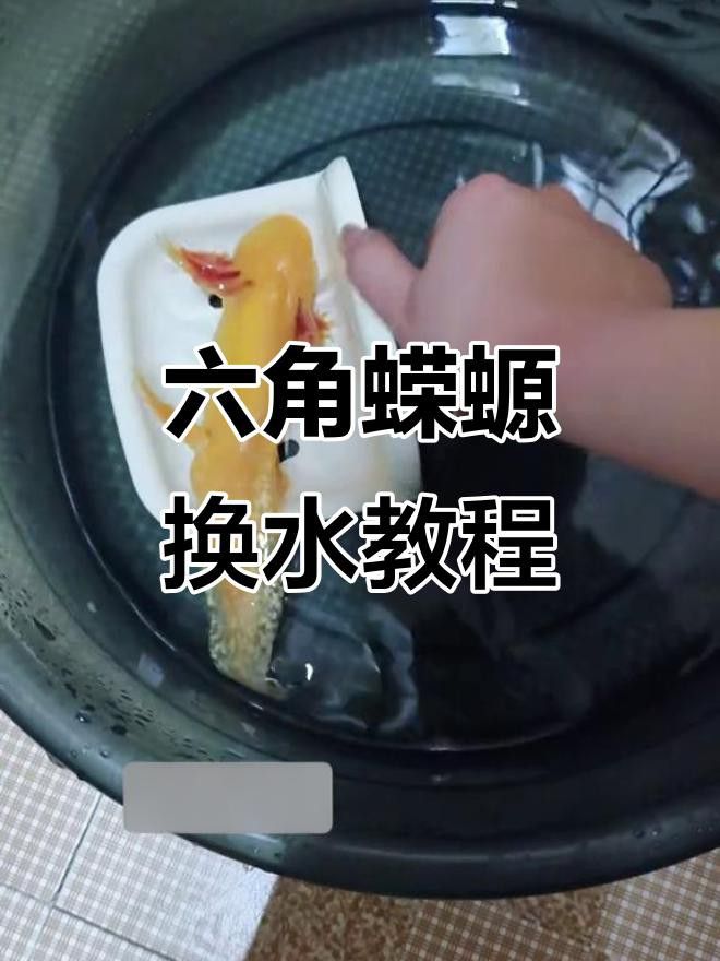 如何保持六角恐龍魚的水質清潔