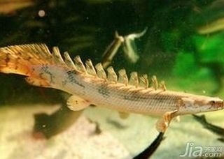 六角恐龍魚(yú)長(zhǎng)白點(diǎn)是不是正常，六角恐龍魚(yú)白點(diǎn)病的自然療法