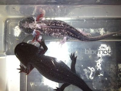 六角恐龍魚(yú)長(zhǎng)白點(diǎn)是不是正常，六角恐龍魚(yú)白點(diǎn)病的自然療法