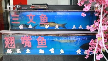 龍魚翹嘴還是平嘴好釣:龍魚翹嘴和平嘴的相關信息, 龍魚百科 第4張 龍魚翹嘴還是平嘴好釣:龍魚翹嘴和平嘴的相關信息, 龍魚翹嘴還是平嘴好釣:龍魚翹嘴和平嘴的相關信息, 龍魚百科 第4張