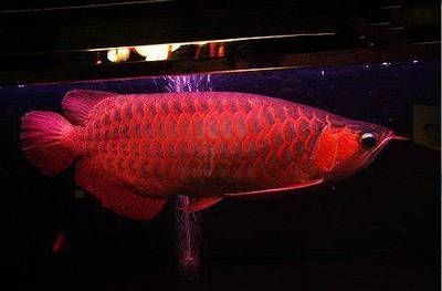 萬龍魚外形（萬龍魚品種的特征，過背金龍、紅龍魚、青龍、青龍等）