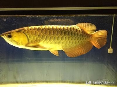 萬龍魚外形（萬龍魚品種的特征，過背金龍、紅龍魚、青龍、青龍等）