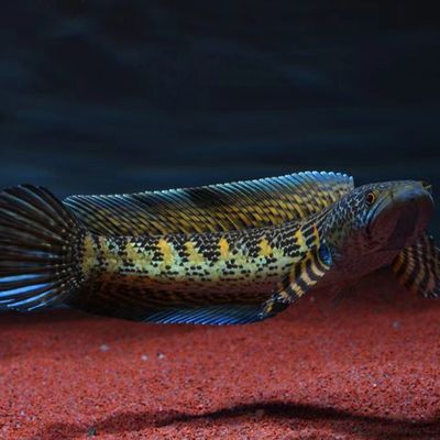黃金眼鏡蛇雷龍魚苗好養嗎，黃金眼鏡蛇雷龍魚的飼養方法 黃金眼鏡蛇雷龍魚苗好養嗎，黃金眼鏡蛇雷龍魚的飼養方法 龍魚百科 第1張