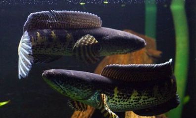 黃金眼鏡蛇雷龍魚苗好養嗎，黃金眼鏡蛇雷龍魚的飼養方法 黃金眼鏡蛇雷龍魚苗好養嗎，黃金眼鏡蛇雷龍魚的飼養方法 龍魚百科 第4張