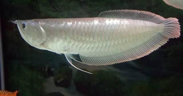 龍魚翹尾巴怎么回事啊：龍魚翹尾巴可能由多種因素引起，
