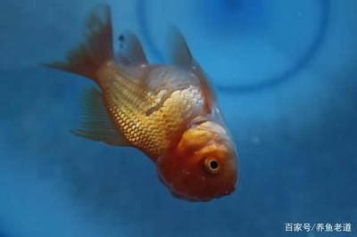 龍魚無緣無故死了一條魚什么預(yù)兆呀：龍魚無緣無故死亡的預(yù)兆 龍魚無緣無故死了一條魚什么預(yù)兆呀：龍魚無緣無故死亡的預(yù)兆 龍魚百科