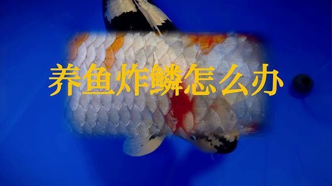 龍魚炸鱗能否完全治愈？ 龍魚炸鱗能否完全治愈？ 龍魚百科 第2張