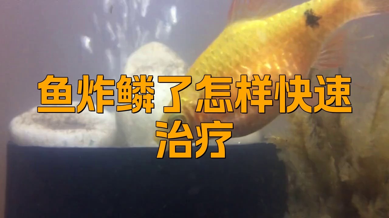 龍魚炸鱗能否完全治愈？ 龍魚炸鱗能否完全治愈？ 龍魚百科 第7張