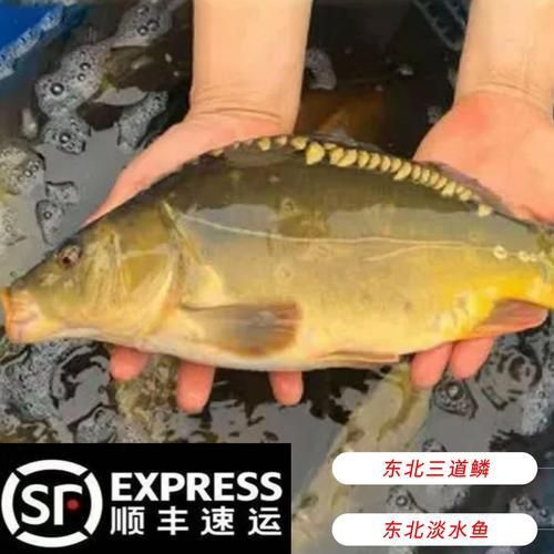 鯉魚三道鱗圖片