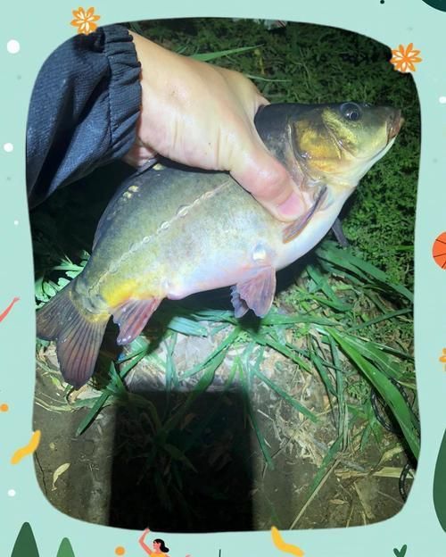鯉魚三道鱗圖片