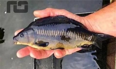 鯉魚三道鱗圖片