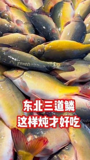 鯉魚三道鱗圖片