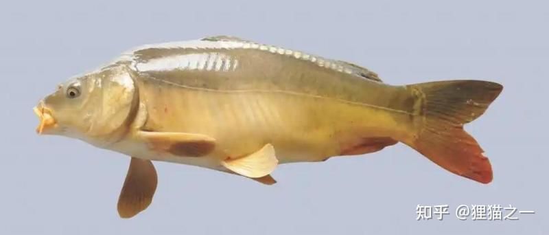 鯉魚三道鱗圖片