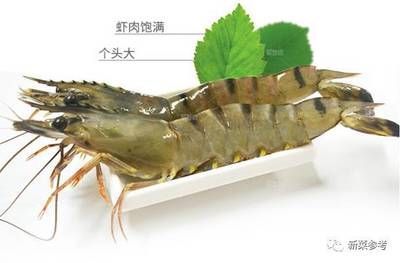 小龍魚的營養價值及功效：小龍魚的營養價值及功效有哪些？