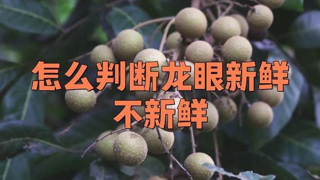 怎樣挑選到新鮮龍眼？ 怎樣挑選到新鮮龍眼？ 龍魚百科 第4張