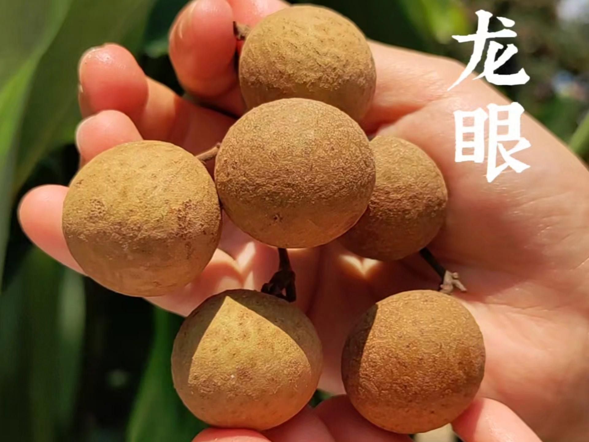 怎樣挑選到新鮮龍眼？ 怎樣挑選到新鮮龍眼？ 龍魚百科 第12張