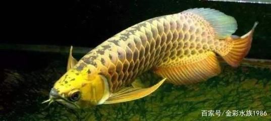 家里的龍魚突然死亡（龍魚突然死亡怎么辦？） 家里的龍魚突然死亡（龍魚突然死亡怎么辦？） 龍魚百科 第3張