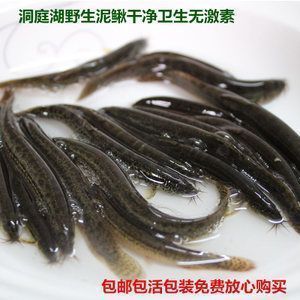 龍魚喂活泥鰍還是凍泥鰍