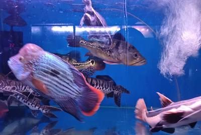 觀賞魚藍(lán)龍魚怎么養(yǎng)活，觀賞魚藍(lán)龍魚飼養(yǎng)注意事項(xiàng)：藍(lán)龍魚飼養(yǎng)需要注意以下幾個(gè)關(guān)鍵點(diǎn)，您可以更好地飼養(yǎng)藍(lán)龍魚