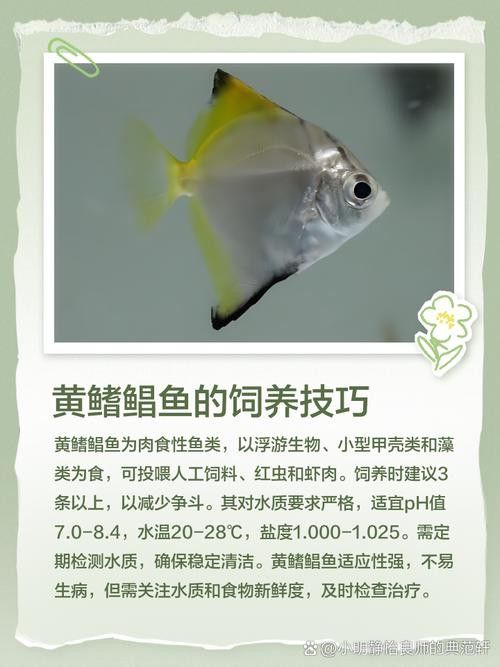 黃鰭鯧能和龍魚混養嗎圖片大全 黃鰭鯧能和龍魚混養嗎圖片大全 龍魚百科 第19張