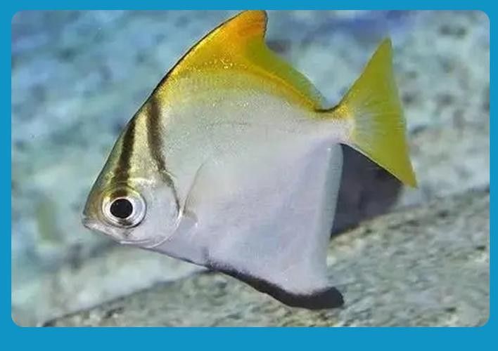 黃鰭鯧能和龍魚混養嗎圖片大全 黃鰭鯧能和龍魚混養嗎圖片大全 龍魚百科 第17張