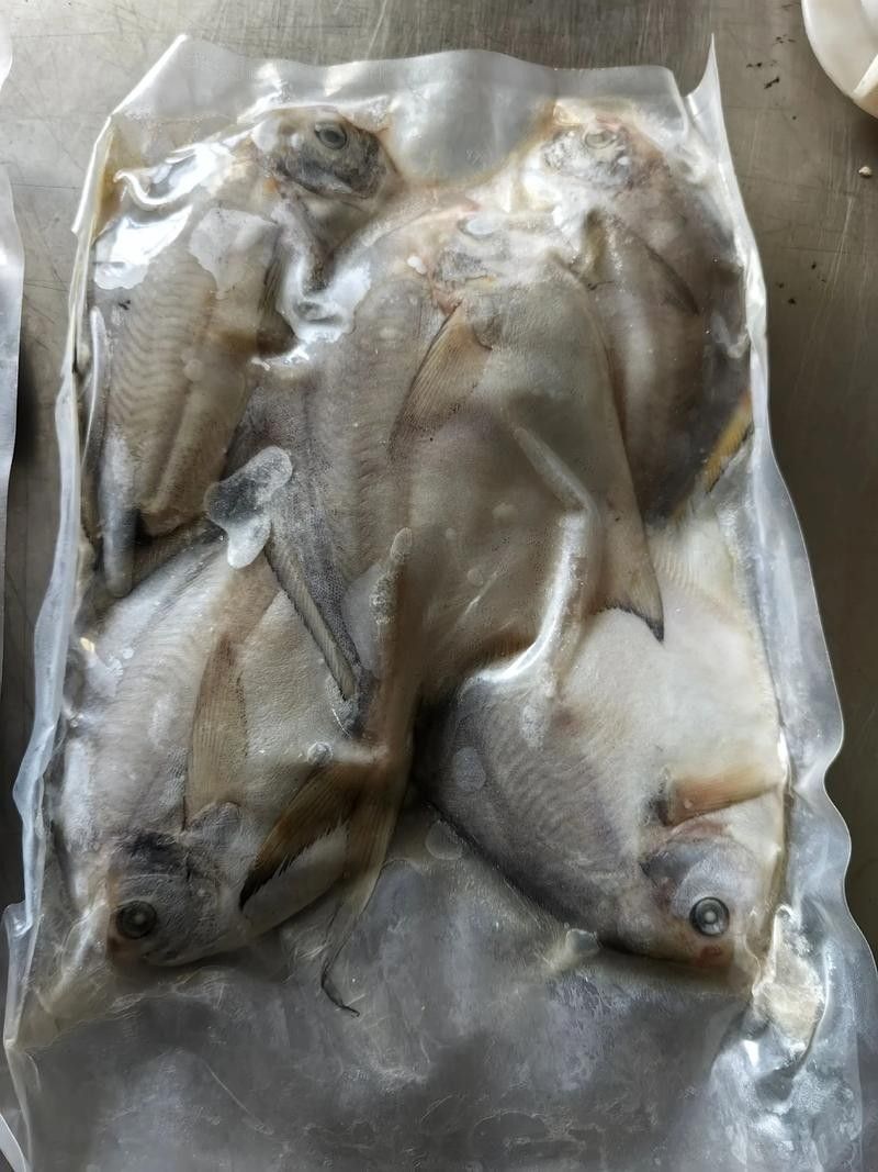 黃鰭鯧能和龍魚混養嗎圖片大全 黃鰭鯧能和龍魚混養嗎圖片大全 龍魚百科 第21張