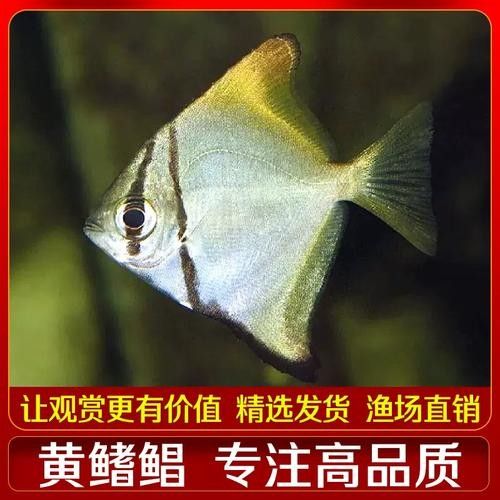 黃鰭鯧能和龍魚混養嗎圖片大全 黃鰭鯧能和龍魚混養嗎圖片大全 龍魚百科 第16張