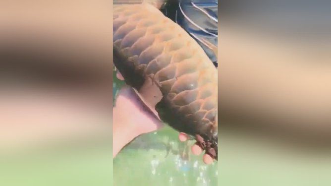 龍魚吃進去吐出來會死嗎：龍魚吃進去吐出來會死亡嗎 龍魚吃進去吐出來會死嗎：龍魚吃進去吐出來會死亡嗎 龍魚百科 第2張