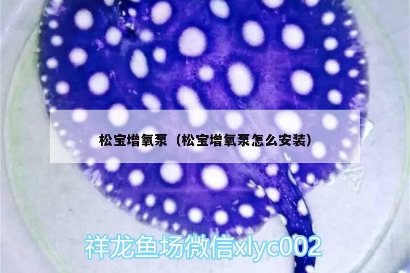 松寶增氧泵（松寶增氧泵怎么安裝） 松寶增氧泵（松寶增氧泵怎么安裝） 龍魚百科