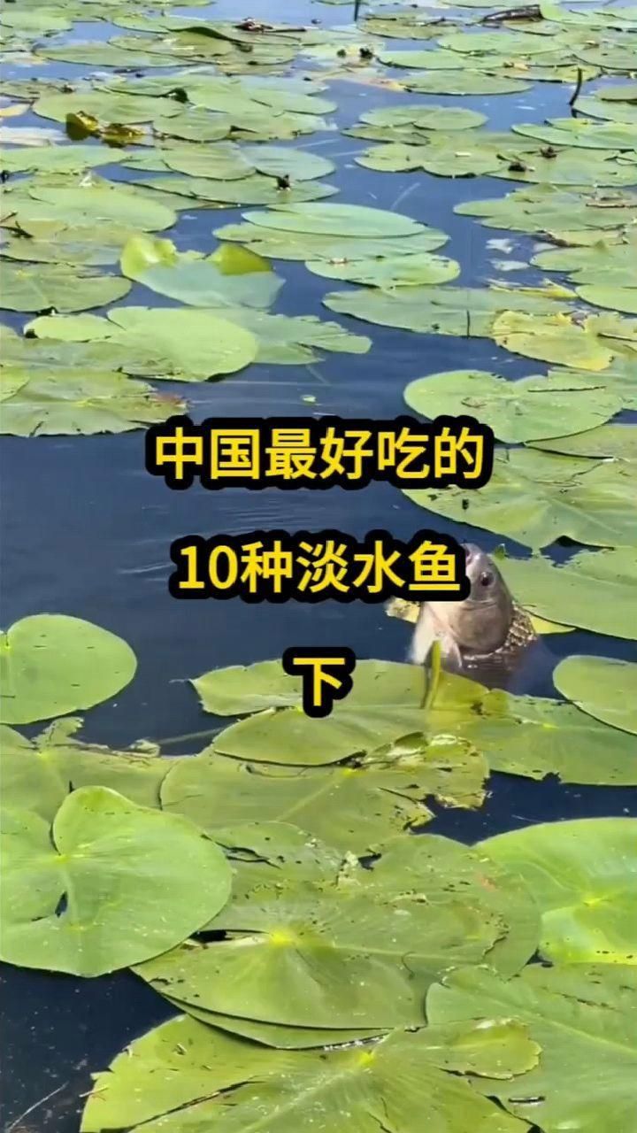 哪個(gè)湖里面的魚(yú)最好吃