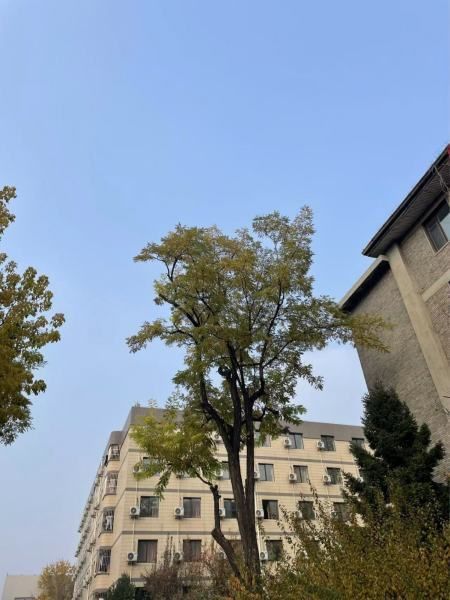 龍魚用的麻藥是什么藥水啊：龍魚手術常用的麻藥