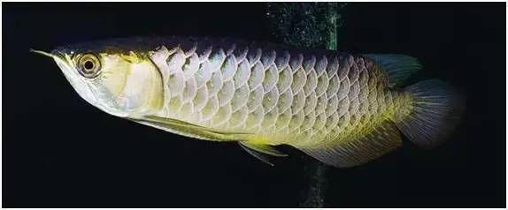 龍魚背部露出水面的原因（龍魚背部露出水面可能是生病前兆，可能是生病的前兆）