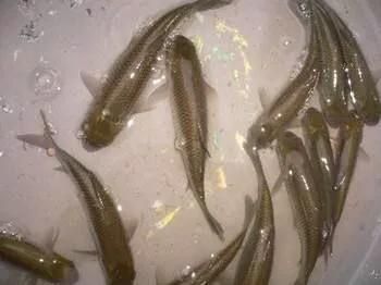 龍魚主食泥鰍段：將泥鰍段作為龍魚的主食之前 龍魚主食泥鰍段：將泥鰍段作為龍魚的主食之前 龍魚百科 第1張