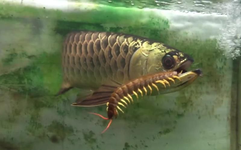 金龍魚能吃蜈蚣嗎圖片