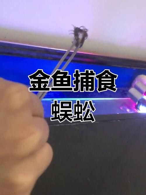 金龍魚能吃蜈蚣嗎圖片