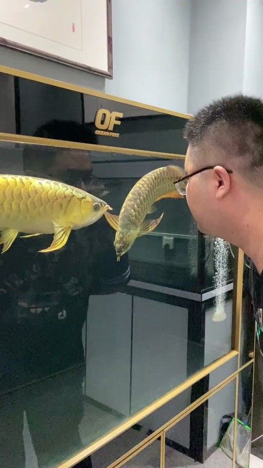 金龍魚能吃蜈蚣嗎圖片