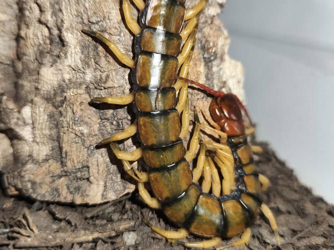 金龍魚能吃蜈蚣嗎圖片