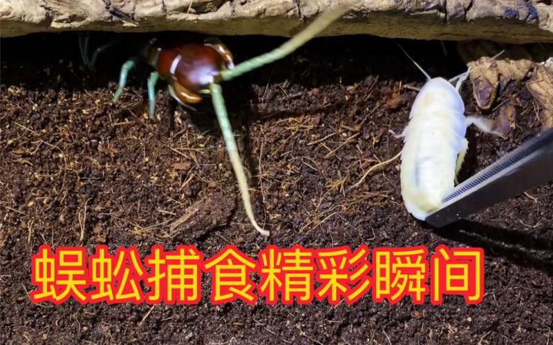 金龍魚能吃蜈蚣嗎圖片
