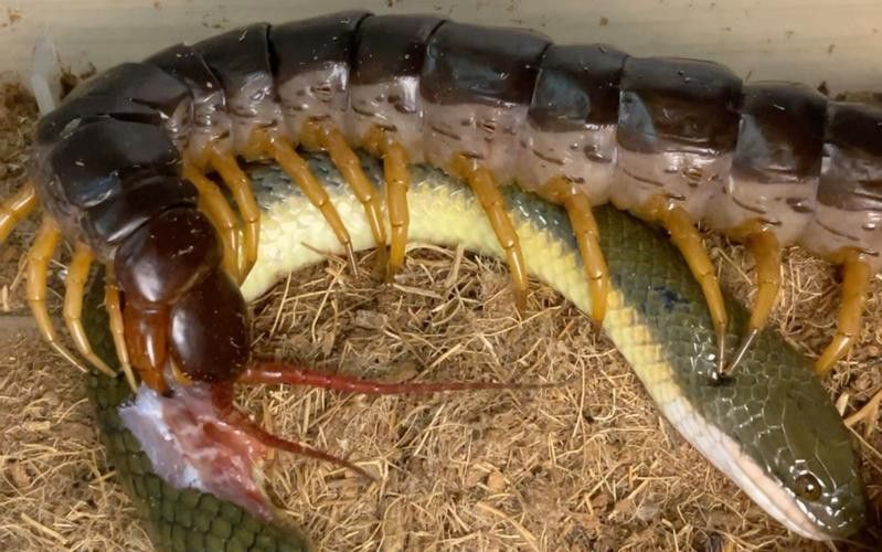 金龍魚能吃蜈蚣嗎圖片