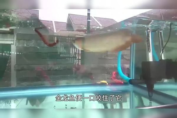 金龍魚能吃蜈蚣嗎圖片