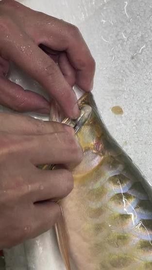 龍魚掉眼睛圖片 龍魚掉眼睛圖片 龍魚百科 第9張
