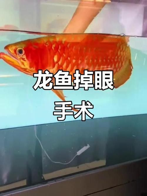 龍魚掉眼睛圖片 龍魚掉眼睛圖片 龍魚百科 第7張