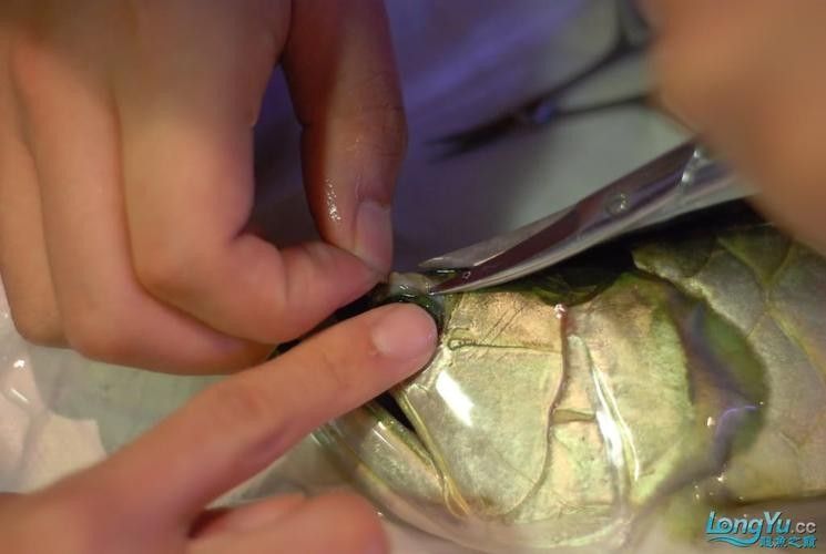 龍魚掉眼睛圖片 龍魚掉眼睛圖片 龍魚百科 第11張