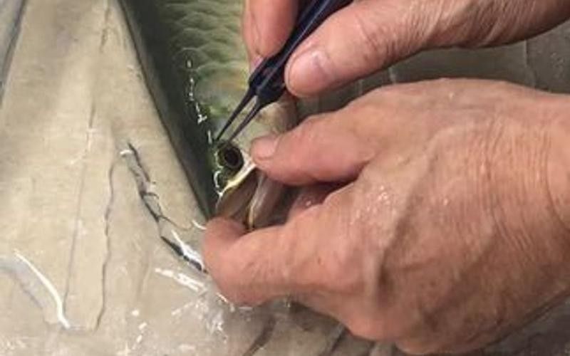 龍魚掉眼睛圖片 龍魚掉眼睛圖片 龍魚百科 第24張