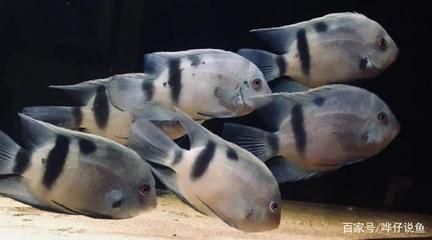 黑云魚和龍魚混養可以嗎：黑云魚和龍魚混合飼養不會引起沖突，與龍魚混合飼養不會引起沖突