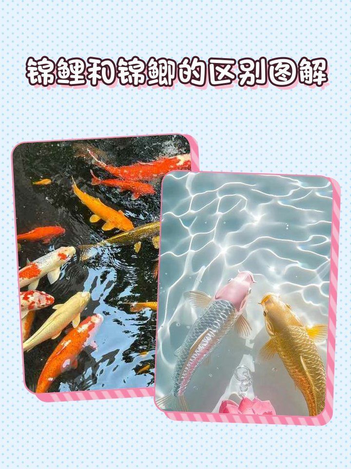 錦鯽和錦鯉哪個(gè)更旺財(cái)