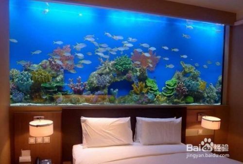 魚缸魚好養嗎，如何維護魚缸水質適合初學者的魚種